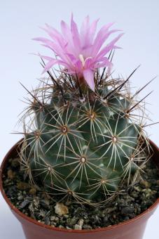 Coryphantha pseudoechinus P915 