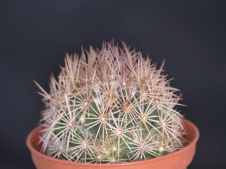 Coryphantha pseudoechinus 
