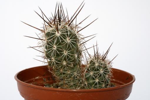 Coryphantha pulleineana 