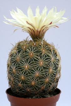 Coryphantha radians Bernal, Qro, MEX 