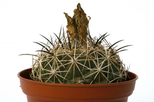 Coryphantha salm-dyckiana 