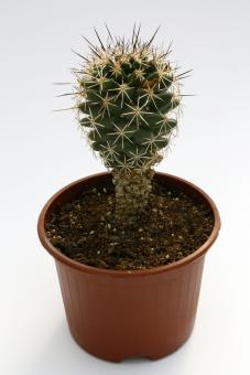 Coryphantha villarensis 