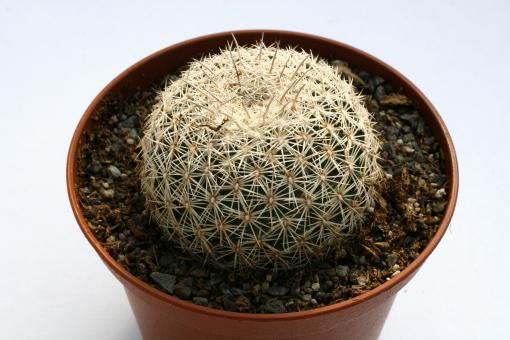 Coryphantha werdermannii § 