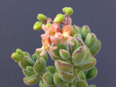 Cotyledon ladysmithiensis Großer Löwe 