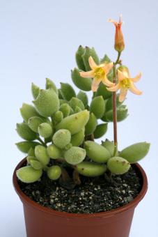 Cotyledon ladysmithiensis Löwenbaby 