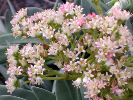Crassula falcata 