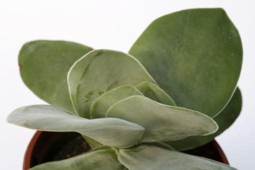 Crassula falcata Mausohr 