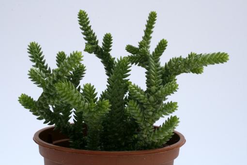 Crassula muscosa f. purpusii 