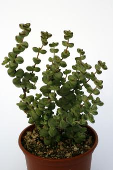 Crassula nealeana 