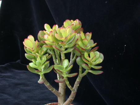 Crassula portulacea Hummels Sunset 