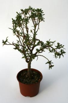 Crassula parvisepala 