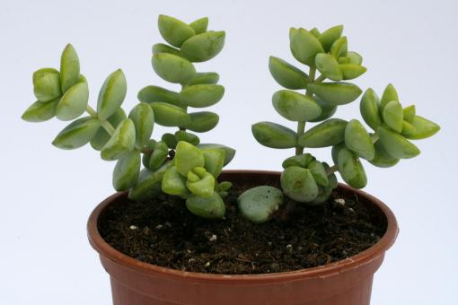 Crassula perforata 