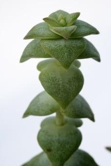Crassula perforata v. perforata 