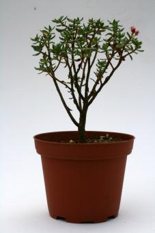 Crassula sarcocaulis % *4^ southern Africa, Lesotho, Malawi, Zimbabwe 