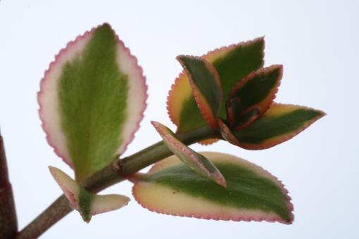 Crassula sarmentosa f. variegata 