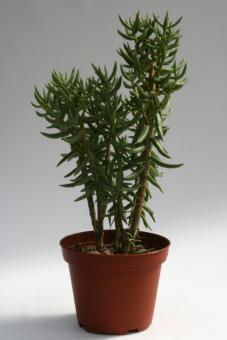 Crassula tetragona 