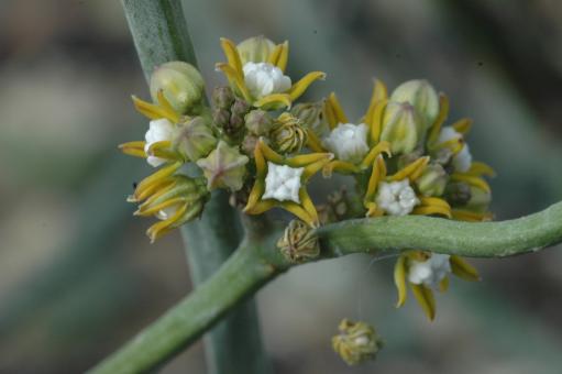 Cynanchum perrieri 