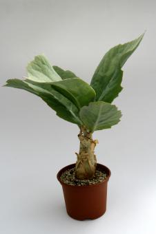 Cyphostemma juttae Y. 
