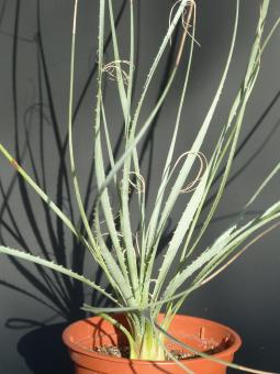 Dasylirion leiophyllum Paila, Coah, MEX 