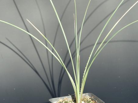 Dasylirion texanum *4 Blanco, TX, USA 