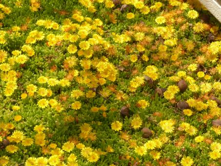 Delosperma congestum Golden Nugget *1 