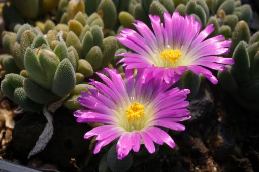 Delosperma congestum Lesotho Pink *1 