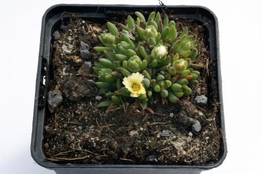 Delosperma congestum White Nugget *1 