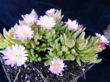 Delosperma Jewel of Desert Rosequartz *1 