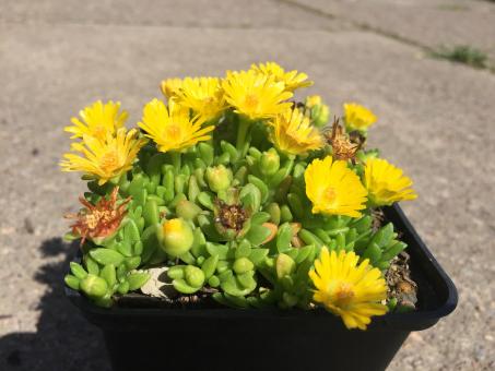 Delosperma nubigenum Nanum *1 