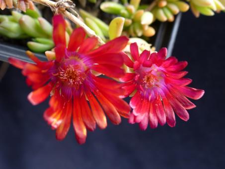 Delosperma Red Fire *1 