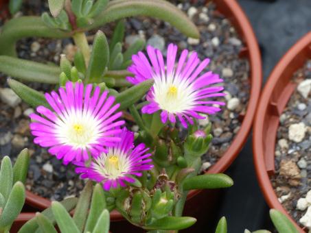 Delosperma Suntropics Hot Pink *1 