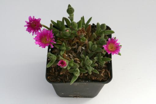 Delosperma sutherlandii *1^ 