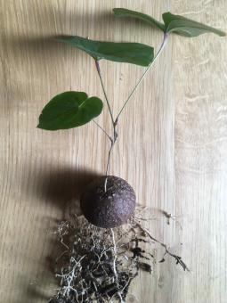 Dioscorea montana ssp. sylvatica Y. $ Southern Africa: Mozambique, Zambia, Zimbabwe, Swaziland, RSA 