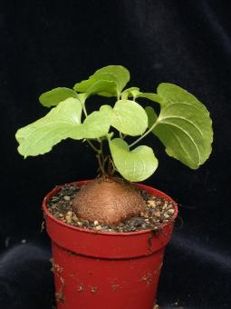 Dioscorea elephantipes Y. 