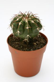 Discocactus bahiensis aff. 
