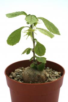 Dorstenia hildebrandtii Y. 