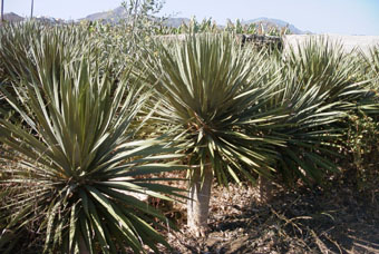 Dracaena draco 