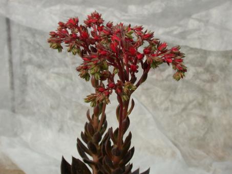 Echeveria affinis Schwarzer Prinz 