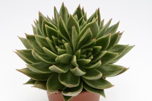 Echeveria agavoides 