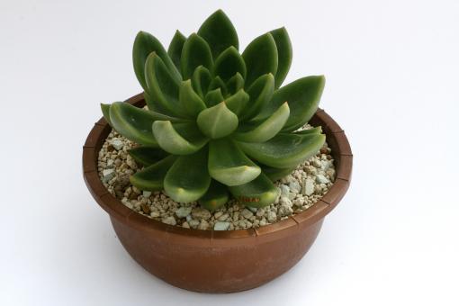 Echeveria agavoides Grüne Form 