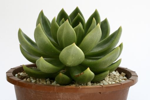 Echeveria agavoides Grüne Form 