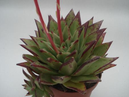 Echeveria agavoides Lipstick 