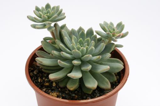 Echeveria amoena 