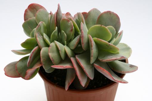 Echeveria Briar Rose 