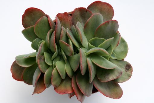 Echeveria Briar Rose 