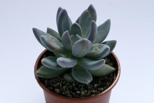 Echeveria chilonensis aff. 