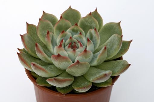 Echeveria colorata f. lindsayana 