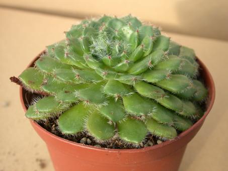 Echeveria ciliata --> setosa v.ciliata 