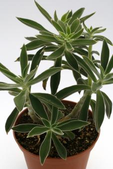 Echeveria coccinea 