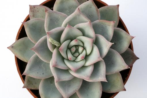 Echeveria colorata Brandtii 